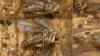 Phronia conformis